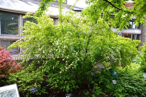 I picked up 3 eastern red buds (over 6 ft tall) a couple years ago at over 75% off! Ninebark 'Lemon Candy' | Deciduous Shrubs | Shrubs ...