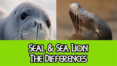Difference Between Seal And Sea Lion All You Need Infos