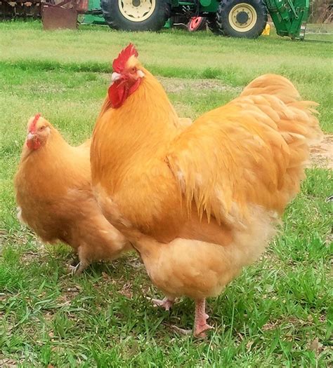 English Buff Orpington Rooster with Clevenger/Farthing Buff Orpington