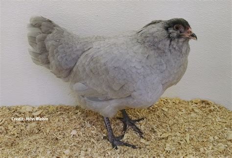 Blue, green, olive, aqua, even pink. Lavender Ameraucana Chicks for Sale | Cackle Hatchery