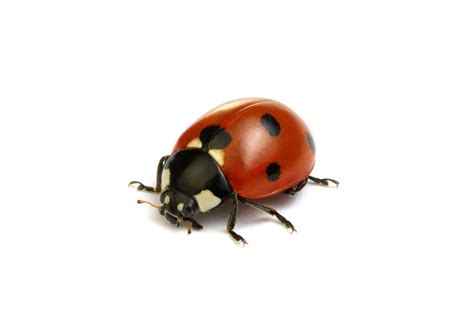 Match to a pro today · project cost guides · free estimates Identify Pests - Joe's Northwoods Pest Control