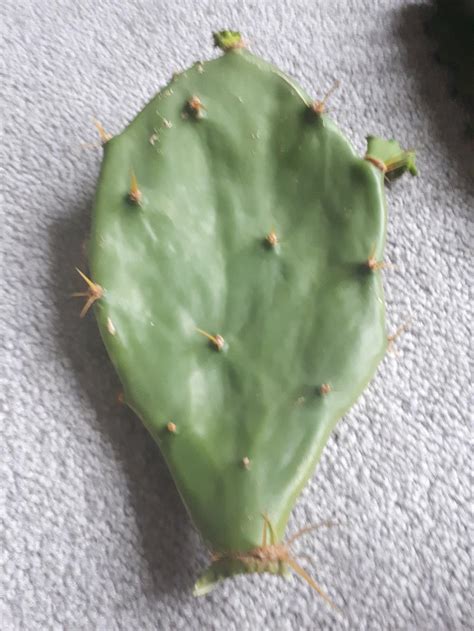 Prickly pear cactus is a tropical or subtropical plant, so it loves the warm exposure. Cactus and Succulents forum: What's wrong with this ...