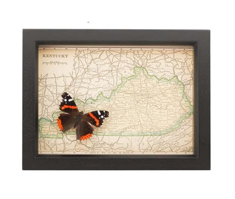 Framed Kentucky Map Bug Under Glass Butterfly Map