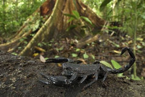 Giant Jungle Scorpion From Sumatra