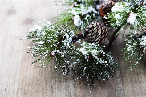 Christmas Pine Tree Branch Stock Photo Image Of Card 63433134