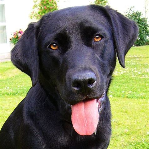 Black Lab Look At Those Eyes Soulful Canids Pinterest