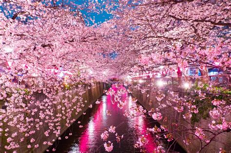 Tokyo Cherry Blossom Private Tour Japan Land Service
