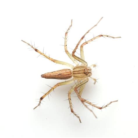 Brown Recluse Spider Safehaven Pest Control Dallas Tx