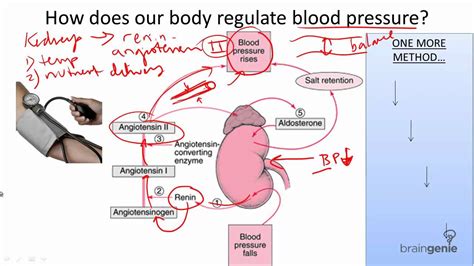 It ranks foods and beverages containing carbohydrates based on how they affect your blood sugar levels. 8.8.2 Blood Pressure Regulation - YouTube