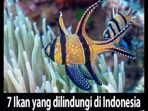 7 Ikan Yang Dilindungi Di Indonesia YouTube