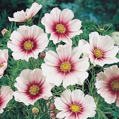 Cosmos Seeds 42 Top Cosmos Annual Flower Seeds