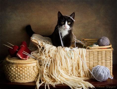 The Knitting Cats Cats And Kittens Cute Cats