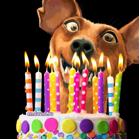 Hilarious Dog Birthday  With Birthday Cake Download On Davno