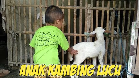 Anak kambing saya kambing lucu lagu anak indonesia. Main Anak Kambing - YouTube
