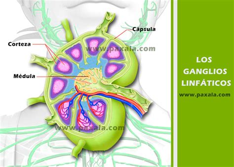 O Que Gânglios Linfáticos