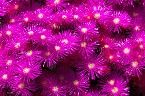 Purple Flower Wallpaper Free Stock Photo Images