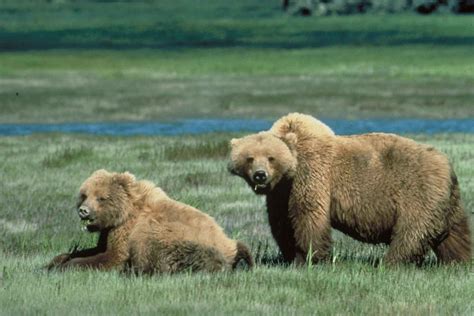 Free Picture Grizzly Bears Animal Wildlife