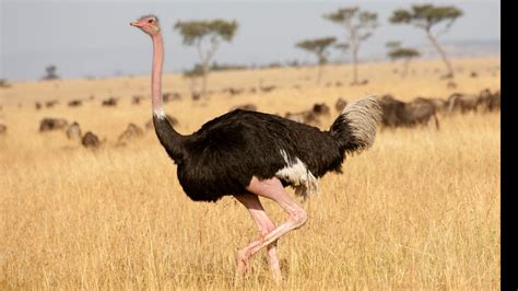 10 Of The Biggest Birds On Earth Live Science