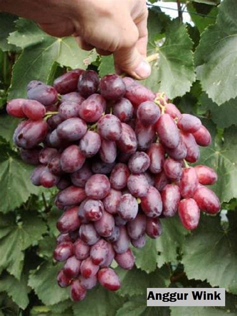 Jual Bibit Anggur Import Wink - almiragrape.com