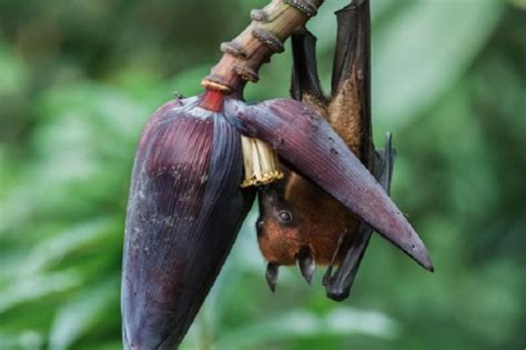 Nipah virus makes a come back to kerala yet again as about 300 people are placed in home quarantine and a young boy is tested positive for the virus. Fruit bats were the source of deadly Nipah Virus in Kerala ...