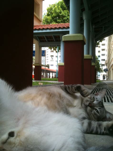 Singapore Community Cats A Good Looking Community Cat