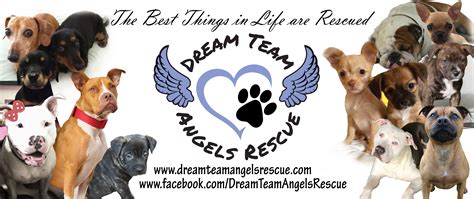 Rescue adoption days at angel's pet world. Pets for Adoption at Dream Team Angels Rescue, in Portland ...