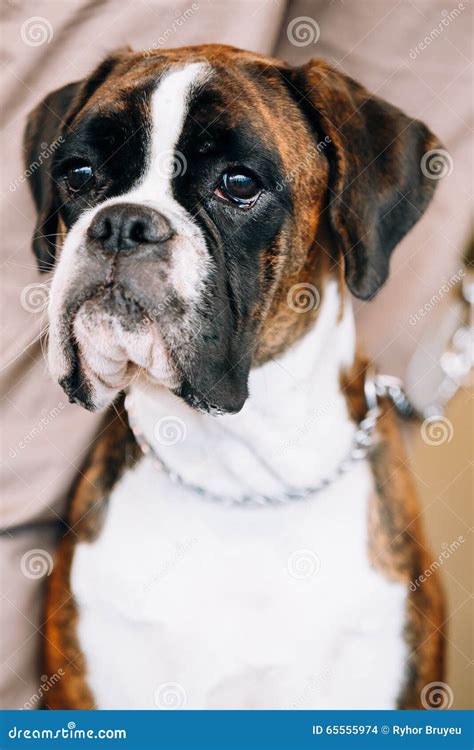 Boxer Dog Sitting Near Owner Stock Photo Image Of Portrait Adorable
