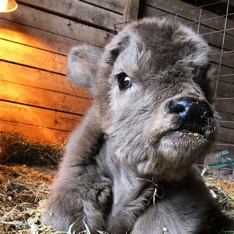 20 best Mini Cows and miniature Highland Cows images on Pinterest