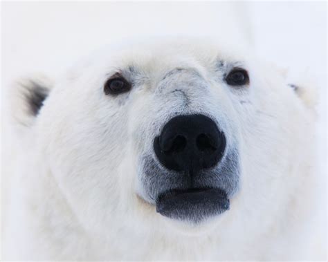 Polar Bear Anatomy And Physiology Everything You Need To Know