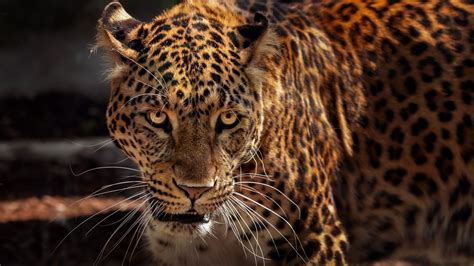 Mexico, central america into south america. Download wallpaper 3840x2160 jaguar, predator, muzzle, big ...