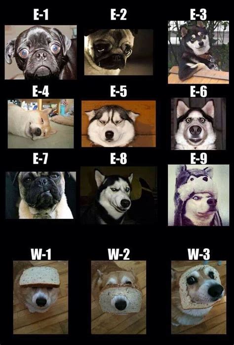 Lol Usmc Enlisted Through Warrant Officer 3 Ranks Looks About Right