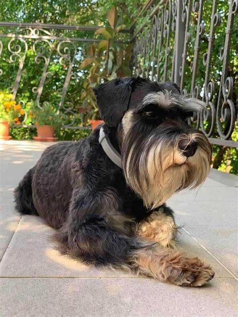 Black And Silver Miniature Schnauzer Puppies For Sale Barba