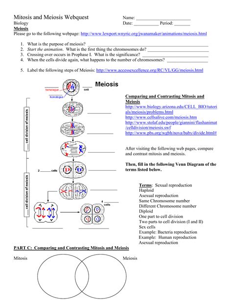 Meiosis results in this many more daughter cells than mitosis. Mitosis Webquest Answer Key | Newatvs.Info