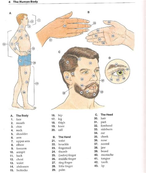 Pin On Ell Human Body Hygiene Medical And Dental Care