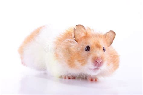 Hamster Whiskers Stock Photo Image Of Mcclafferty Long 44250884