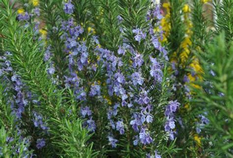 Rosmarinus Officinalis Tuscan Blue Wholesale Nursery Nurseries In