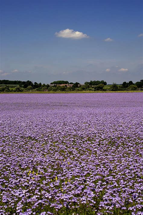 View Across Field Of Purple Flowering Crops Near Cotterstock In