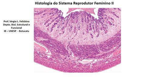 Histologia Do Sistema Reprodutor Feminino Vet Unesp Youtube