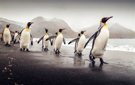 Penguins Animals Wallpapers Hd Desktop And Mobile