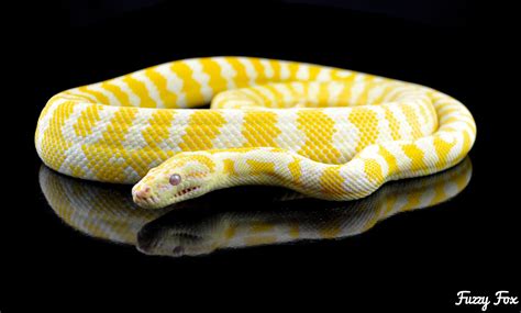Albino Darwin Python Morelia Spilota Variegata