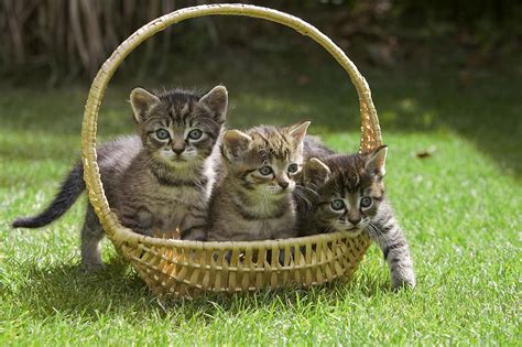 Domestic Cat Felis Catus Three Kittens Photograph By Konrad Wothe Pixels