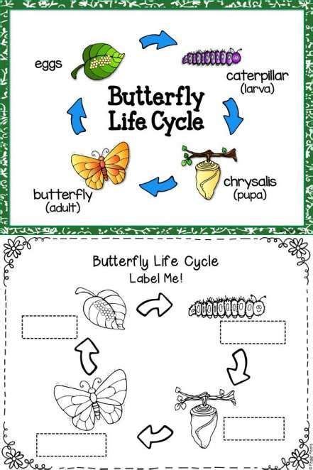 10 Butterfly Life Cycle Worksheet 1st Grade Chart In 2020
