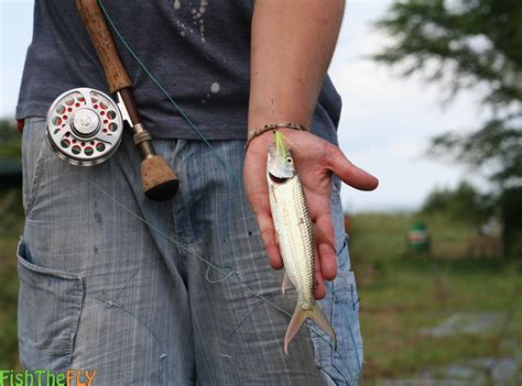 Fly Fishing For Tigerfish On Fly In South Africa