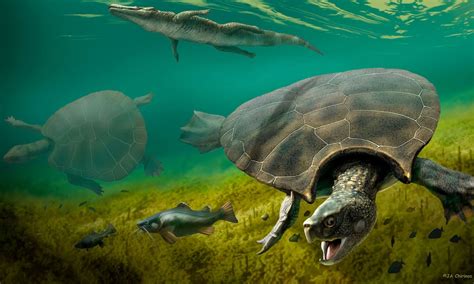 Fossils Shed New Light On Car Sized Turtle That Once Roamed South