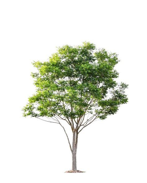 Beautiful Green Tree On A White Background On High Definition Stock