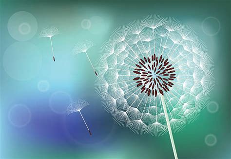 Top 60 Dandelion Seed Clip Art Vector Graphics And Illustrations Istock