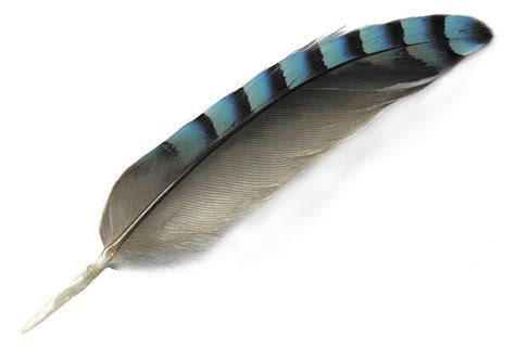 Bird Feather Feather Png Download 17441181 Free Transparent Bird