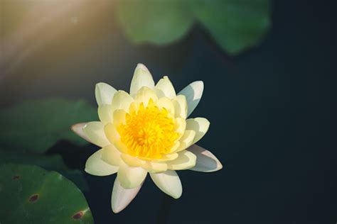 Bunga Teratai Kuning Mekar Di Kolam Dengan Sinar Matahari Di Taman Alam