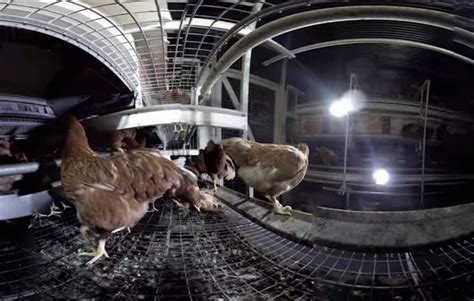 Israel Puts Cameras In Factory Farms To Curb Abuse What The Us