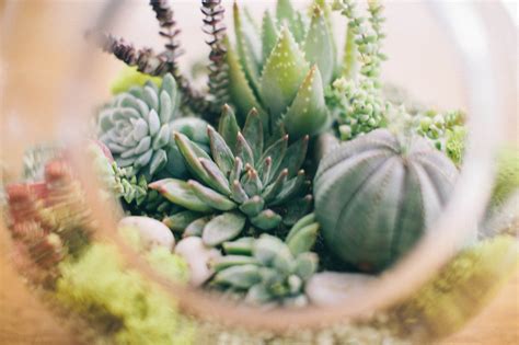 The Parker Project: DIY Succulent Terrarium